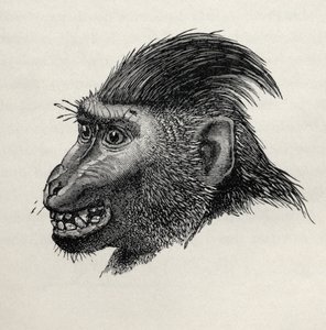 Cynopithecus niger, okşamaktan memnun olduğunda, Charles Darwin